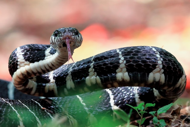 Boiga serpiente lista para atacar Boiga dendrophila animal closeup