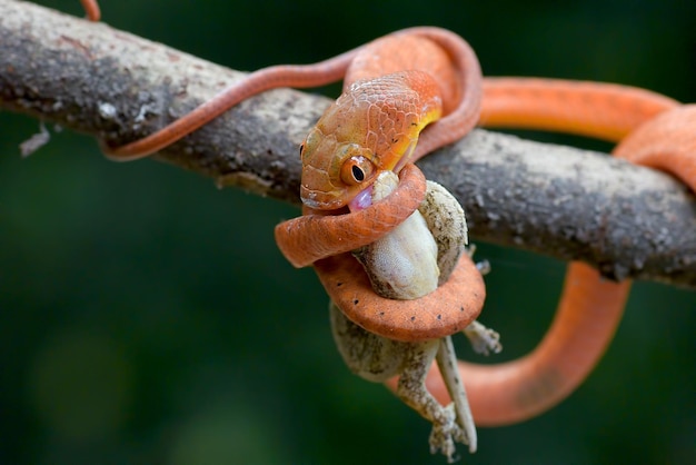 Boiga vermelha bebê comendo um lagarto