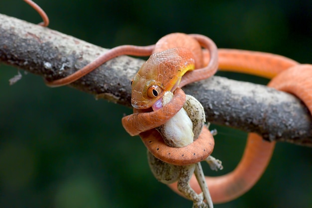 Boiga vermelha bebê comendo uma lagartixa