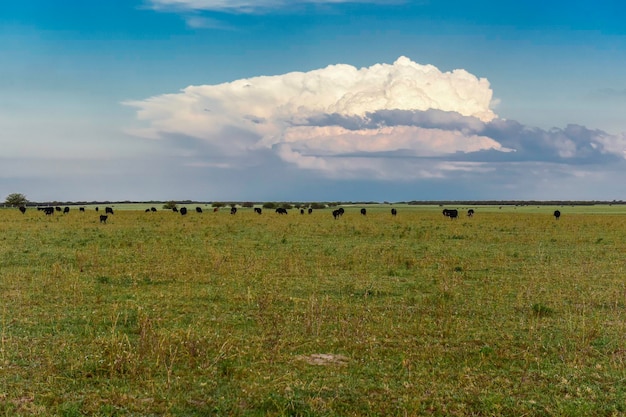 Bois criados com capim natural Argentina