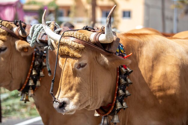 Foto bois em um festival tradicional das canárias chamado romeria