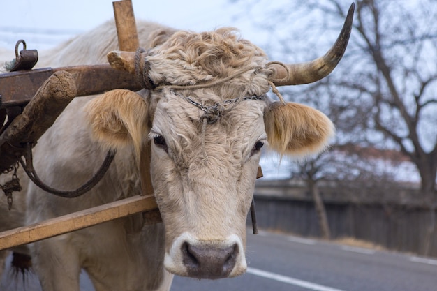 Bois puxando uma carroça carregada de feno ao longo de uma estrada na romênia. animais resistentes e trabalhadores.