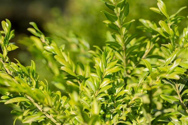 Boj buxus sempervirens s jóvenes hojas de boj en una rama