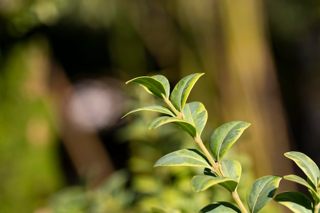 Boj buxus sempervirens s jóvenes hojas de boj en una rama