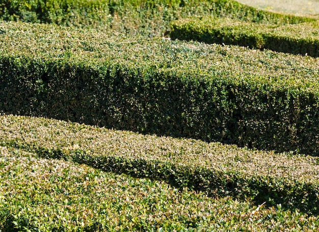 Boj recortado de verano en la ladera del parque