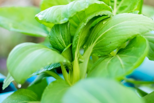 Foto bok choi oder chinakohl