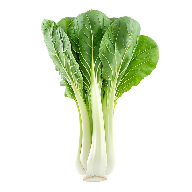 Bok Choy Blattgemüse mit länglicher Form, die dadurch gekennzeichnet ist, dass es auf weißem BG isoliert ist.