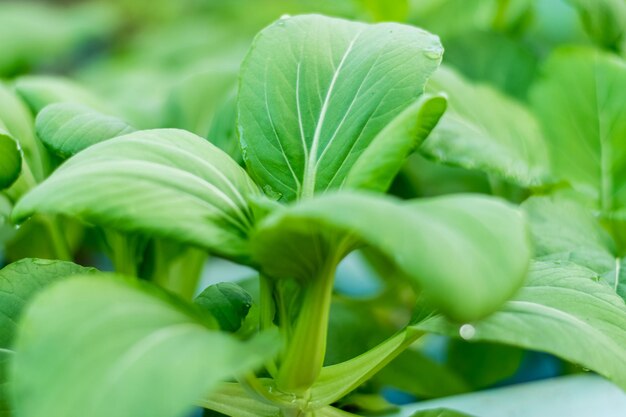 Bok choy ou repolho chinês