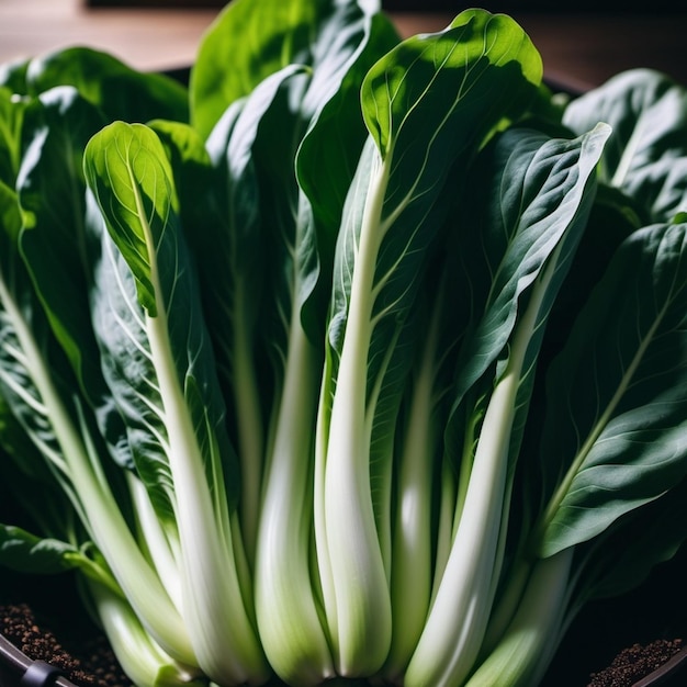 Foto bok choy pak choy ou repolho chinês é um grupo de cultivares de vegetais de folhas que botanicamente pertencem à espécie rebo, mas na vida cotidiana são mais frequentemente chamados de collard greens.