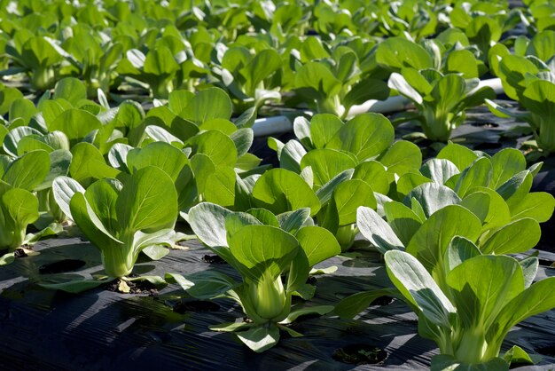 Bok Choy Plantage oder Acelga Chinesa