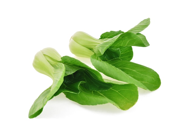 Bok choy (repolho chinês) isolado