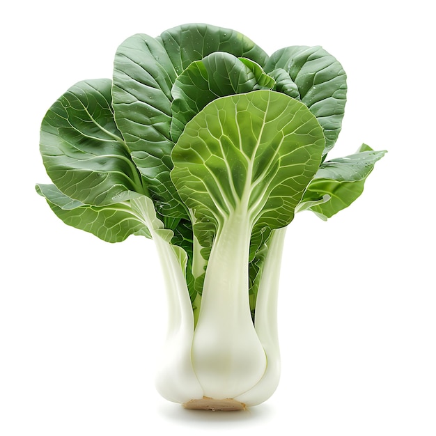 Bok Choy Vegetal Cruciferous Bulbo Oblong com L verde escuro isolado em branco BG Shoot em branco limpo