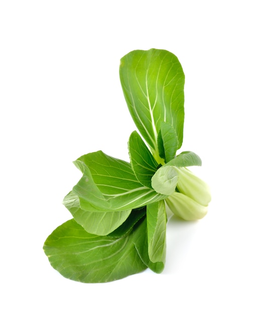 Foto bok choy vegetal em fundo branco