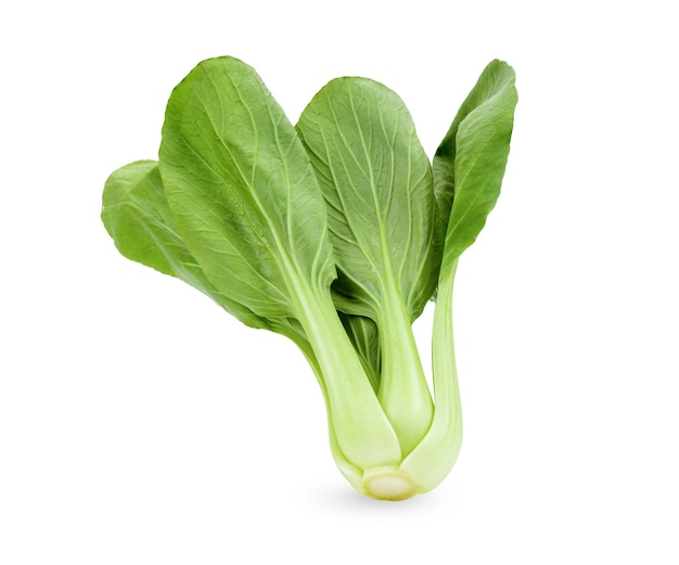 Bok choy vegetal sobre fondo blanco.