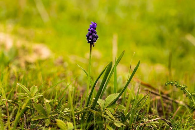 Foto boke de pequeña flor lila en la montaña entre la hierba