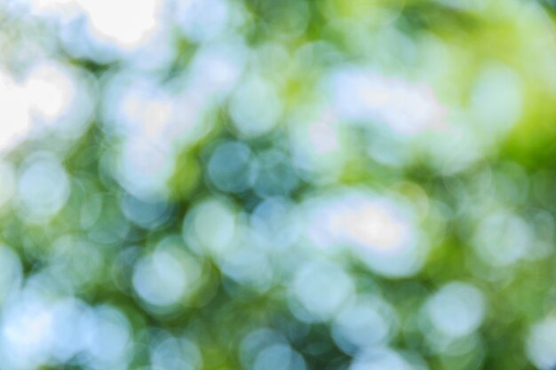 Bokeh abstrata e fundo verde natureza turva