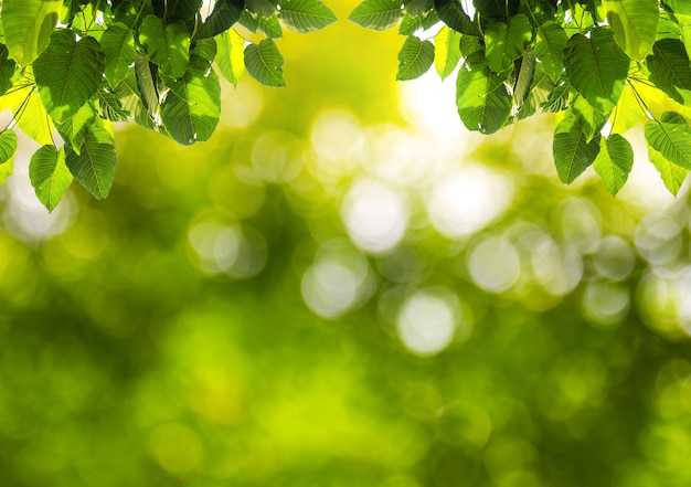 Bokeh borrosa verde natural con fondo abstracto hoja verde