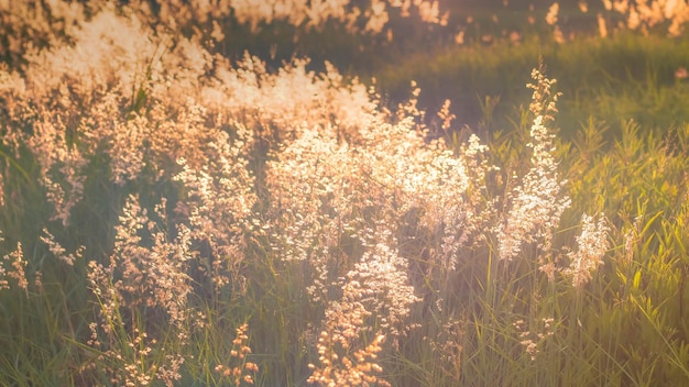 Bokeh borroso de enfoque suave de la luz del sol a través del campo de hierba de flores silvestres en el fondo del amanecer y el atardecer cálido tono vintage