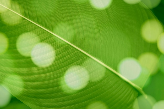 Bokeh en Calathea Lutea hoja macro shot antecedentes