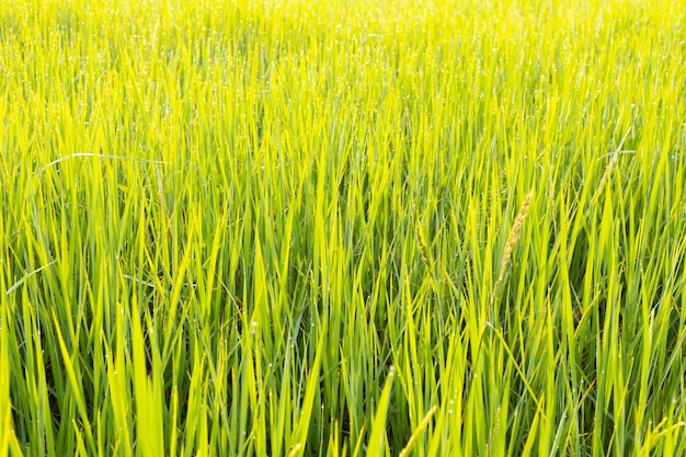 Bokeh de campo de arroz verde en la mañana