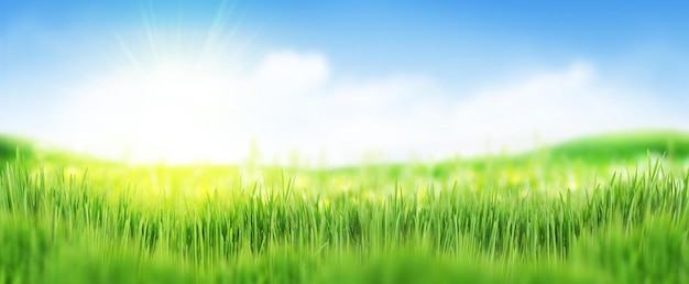 El bokeh del campo de hierba verde
