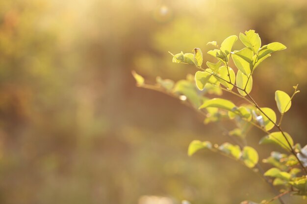 Foto bokeh das folhas da árvore para o fundo da natureza