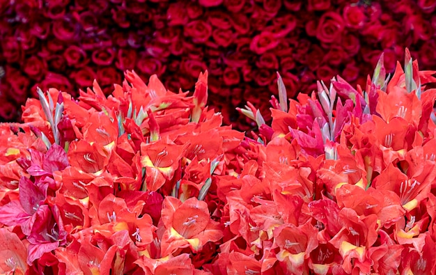 bokeh de flores vermelhas, fundo floral de flores vermelhas