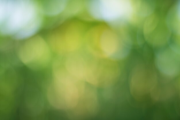 Bokeh de folhas de árvore para o fundo da natureza e salvar o conceito verde