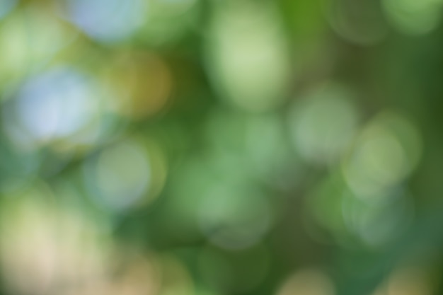 Bokeh de folhas de árvore para o fundo da natureza e salvar o conceito verde