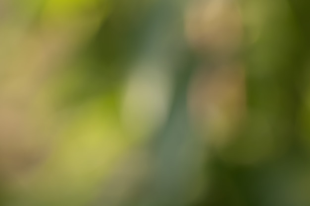 Bokeh de folhas de árvore para o fundo da natureza e salvar o conceito verde