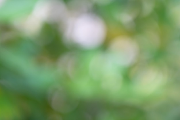 Bokeh de folhas de árvore para o fundo da natureza e salvar o conceito verde