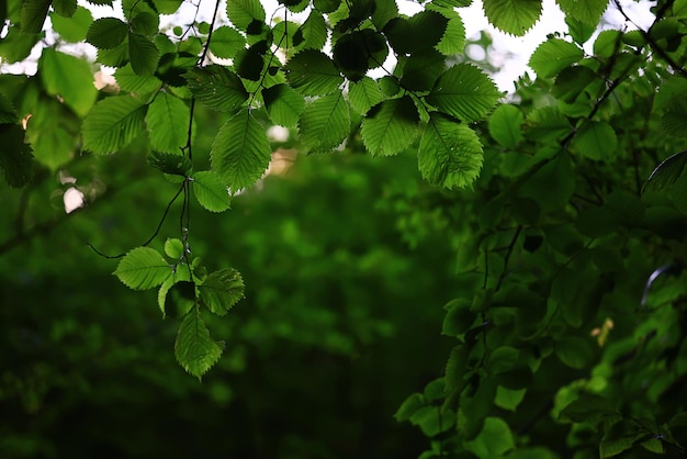 bokeh de fundo verde deixa primavera fresca