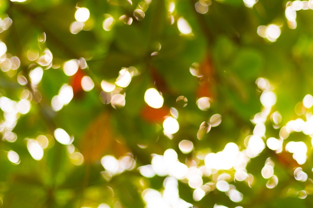 Foto bokeh de natureza verde e desfocar textura abstrata de ramo de folha