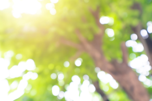 Foto bokeh desenfoque de fondo de naturaleza de árbol y luz solar con luz solar en verano.