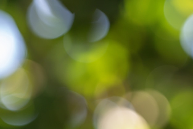 Foto bokeh do foco seletivo no fundo da natureza. cor verde fundo abstrato borrado.