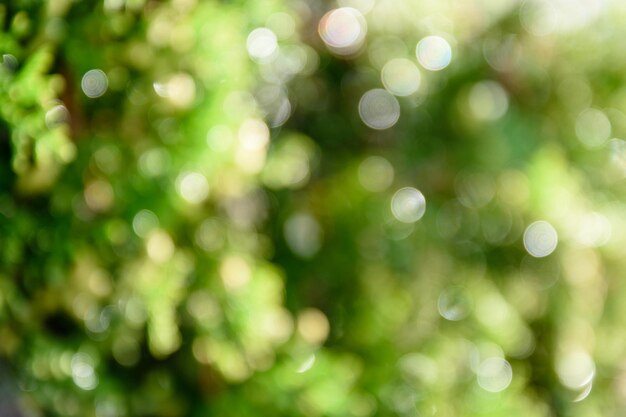 Bokeh de fondo natural verde brillante