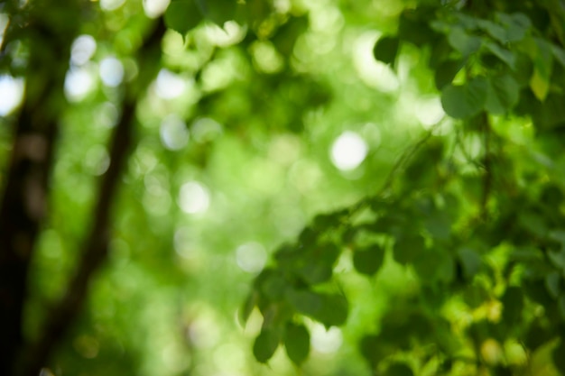 Bokeh de fondo verde natural Bokeh verde sobre fondo borroso abstracto de la naturaleza