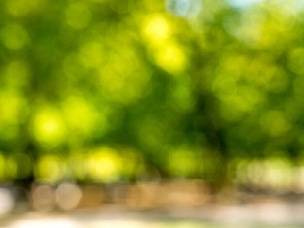 Bokeh fora de foco na cor verde sob luz natural