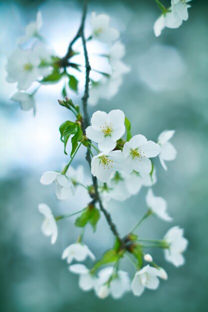 Bokeh-Foto von Sakura-Kirschenblüten mit blauem Hintergrund