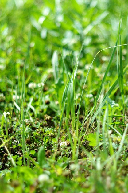 Bokeh de hierba y árboles de color verde claro Rayos de sol Vídeo desenfocado borroso Temporada de verano o primavera Foto vertical