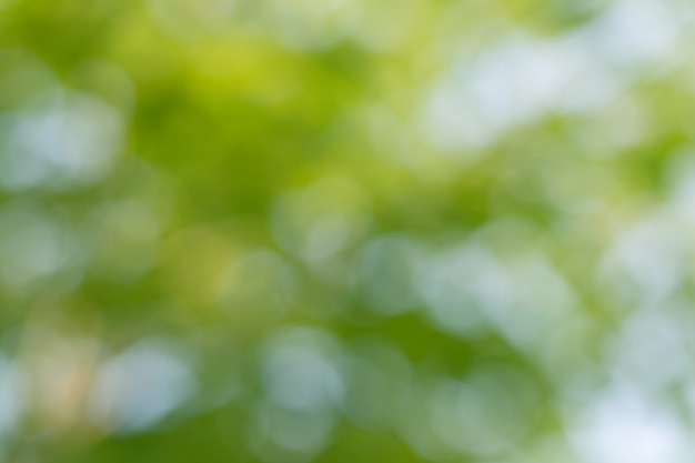 Bokeh de hojas de árbol para el fondo de la naturaleza y guardar el concepto verde