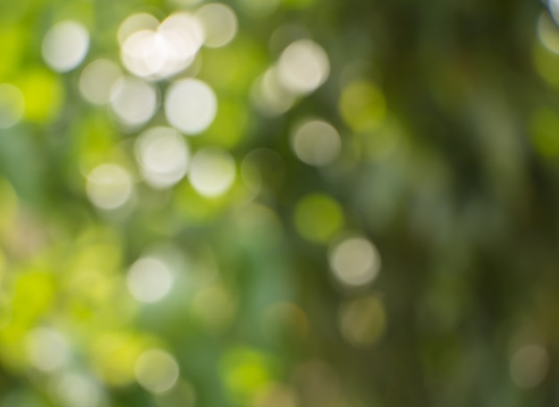 Foto bokeh de hojas de los árboles para el fondo de la naturaleza