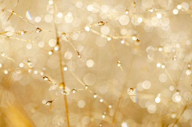 Bokeh-Muster und Wassertröpfchen auf dem unscharfen Gras