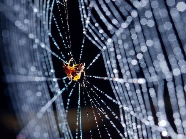 Bokeh Spinnennetz im schwarzen Hintergrund