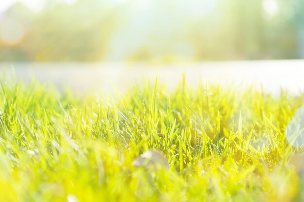 Bokeh verde abstrato desfocado na bela grama natural Bokeh de férias turva