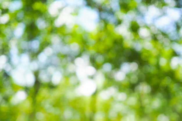 Bokeh verde del árbol sale de la naturaleza fuera de fondo foco