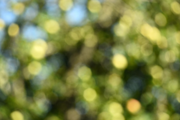 Foto bokeh verde fuera de foco de fondo de hojas de manzana verde y manzanas amarillas