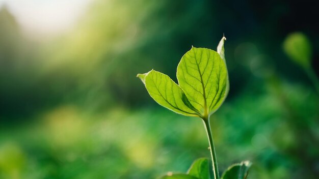 Bokeh verde en la naturaleza elemento de fondo borroso del diseño