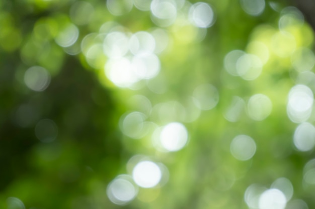 Bokeh verwischen Baumnaturhintergrund mit Sonnenlicht im Sommer Frühlingssaison