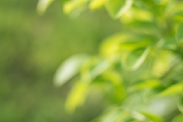 Bokeh von Baum-Blättern für Naturhintergrund